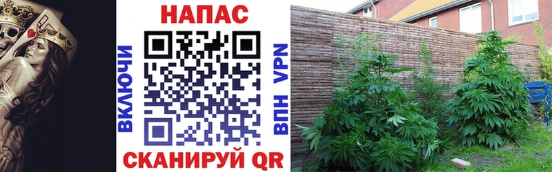 Канабис Amnesia  OMG как войти  Красный Сулин  хочу наркоту 